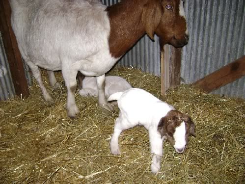 Repost: Baby pics - Goats