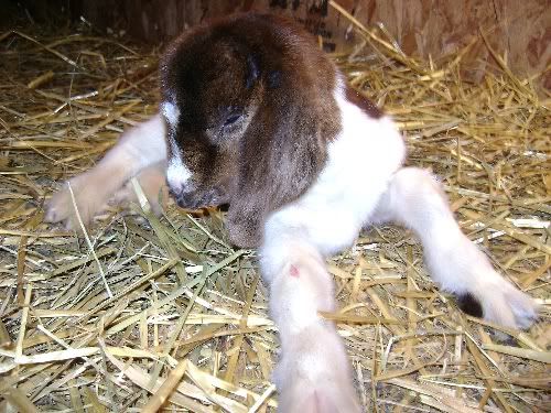 Repost: Baby pics - Goats