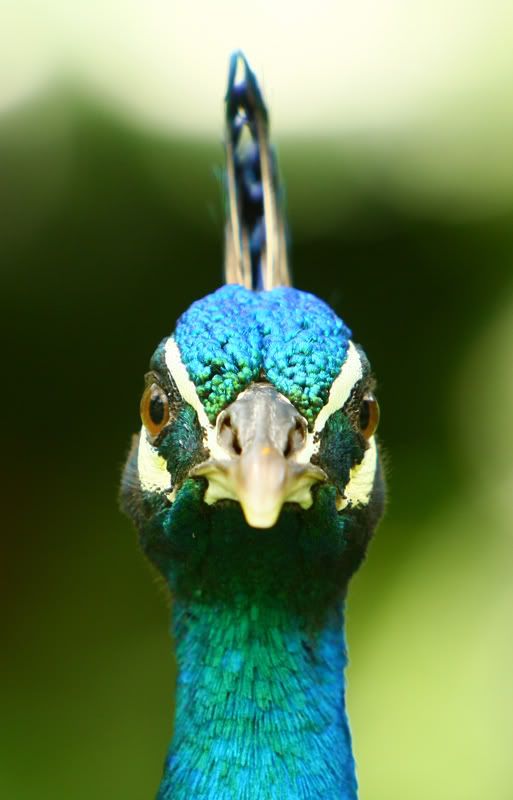 IMAGE: http://i272.photobucket.com/albums/jj183/justinhang/peacock-08.jpg