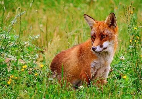 [Image: 800px-RC3B8d_rC3A6v_28Vulpes_vulpe1.jpg]
