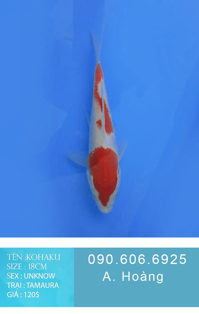 Bán cá koi uy tín tại TP HCM 090.606.6925 A. Hoàng - 5