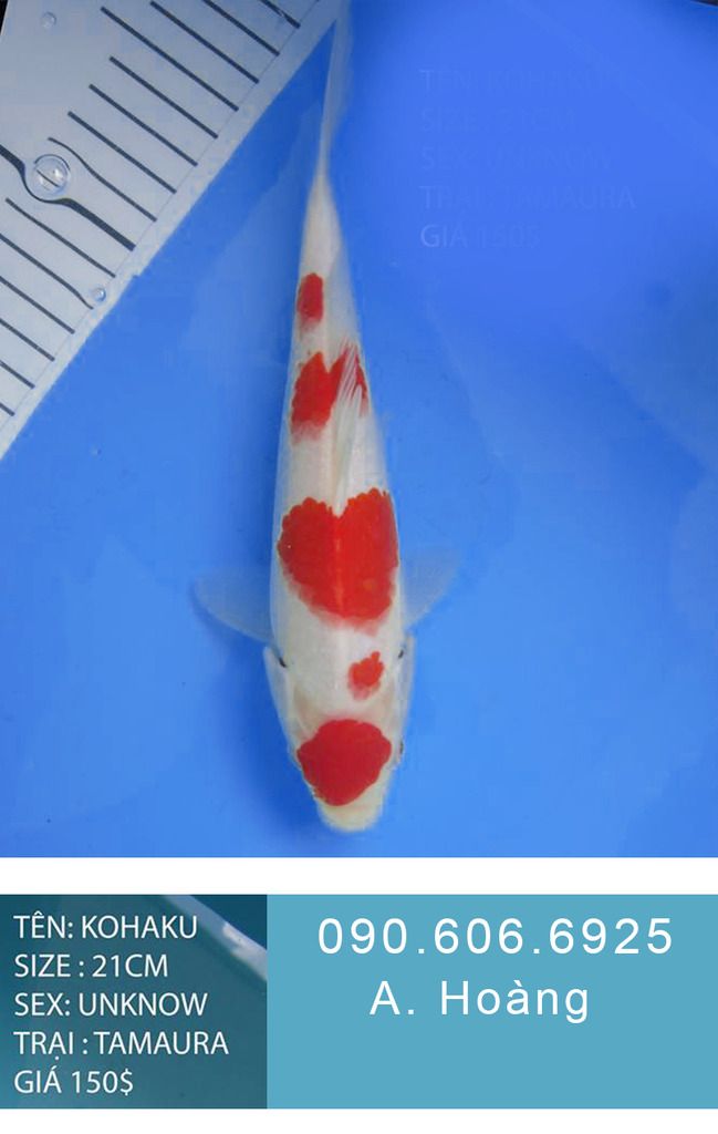 Bán cá koi uy tín tại TP HCM 090.606.6925 A. Hoàng - 3