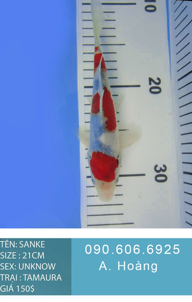 Bán cá koi uy tín tại TP HCM 090.606.6925 A. Hoàng - 2