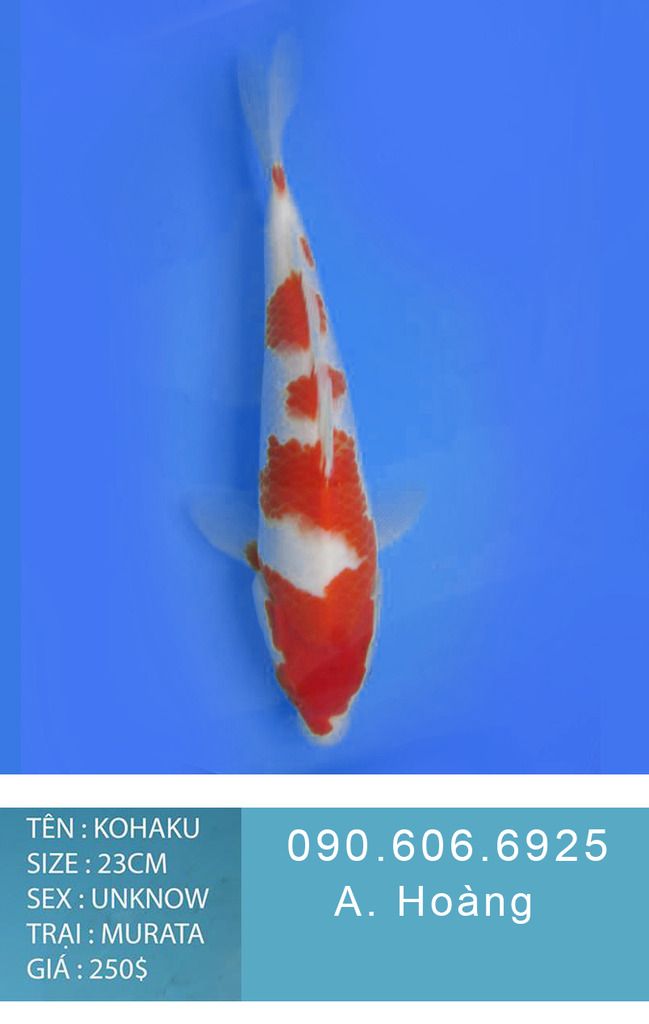 Bán cá koi uy tín tại TP HCM 090.606.6925 A. Hoàng - 6