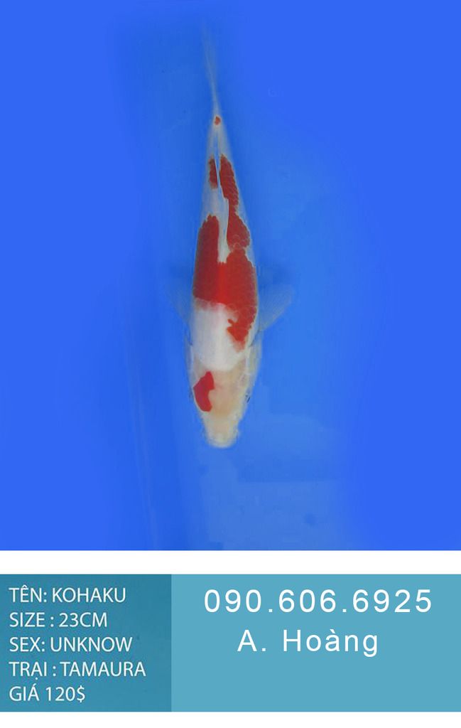 Bán cá koi uy tín tại TP HCM 090.606.6925 A. Hoàng - 4