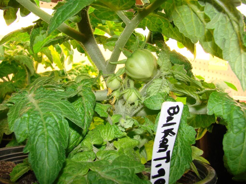 Where can i buy tomato plants near me information