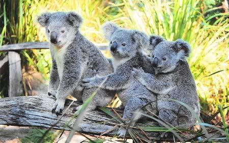 Ubuntu 9.10 Karmic Koala Ubuntu Karmic Koala