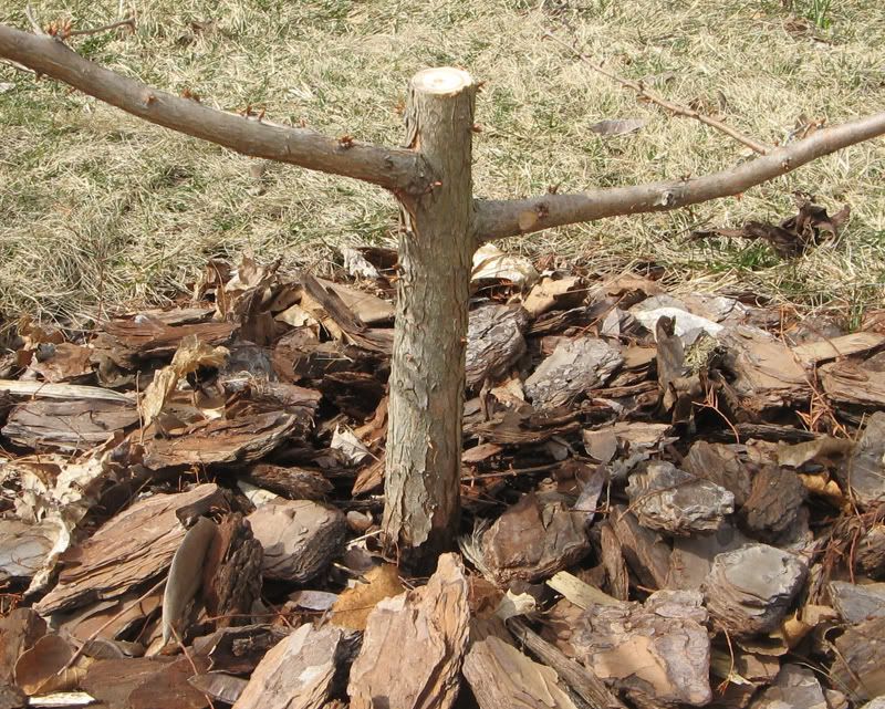 Dawn Redwood Trunk Chop (Formal Upright) Bonsai Nut