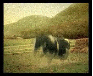 vaca0.gif image by PaagrioLord