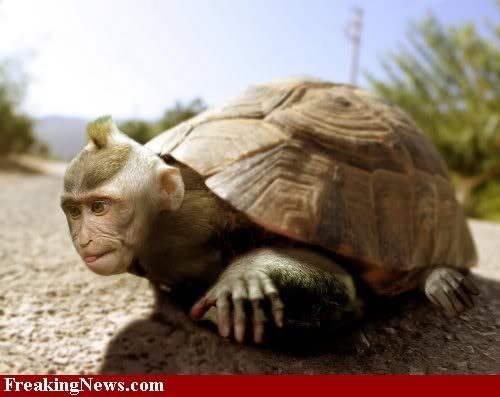 Turtle Monkey Pictures, Images and Photos
