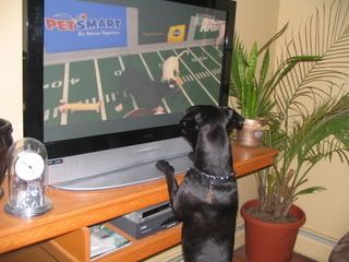 puppy bowl Pictures, Images and Photos