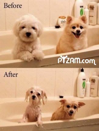 dogs-taking-a-bath.jpg