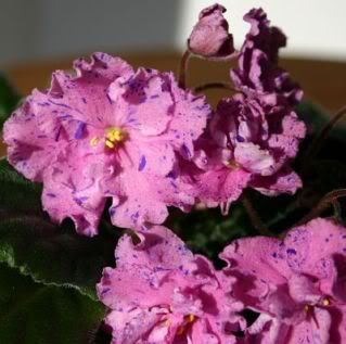 red violet photo: Roy's Beautiful Dreamer African Violet 120_2044Cropped_opt.jpg