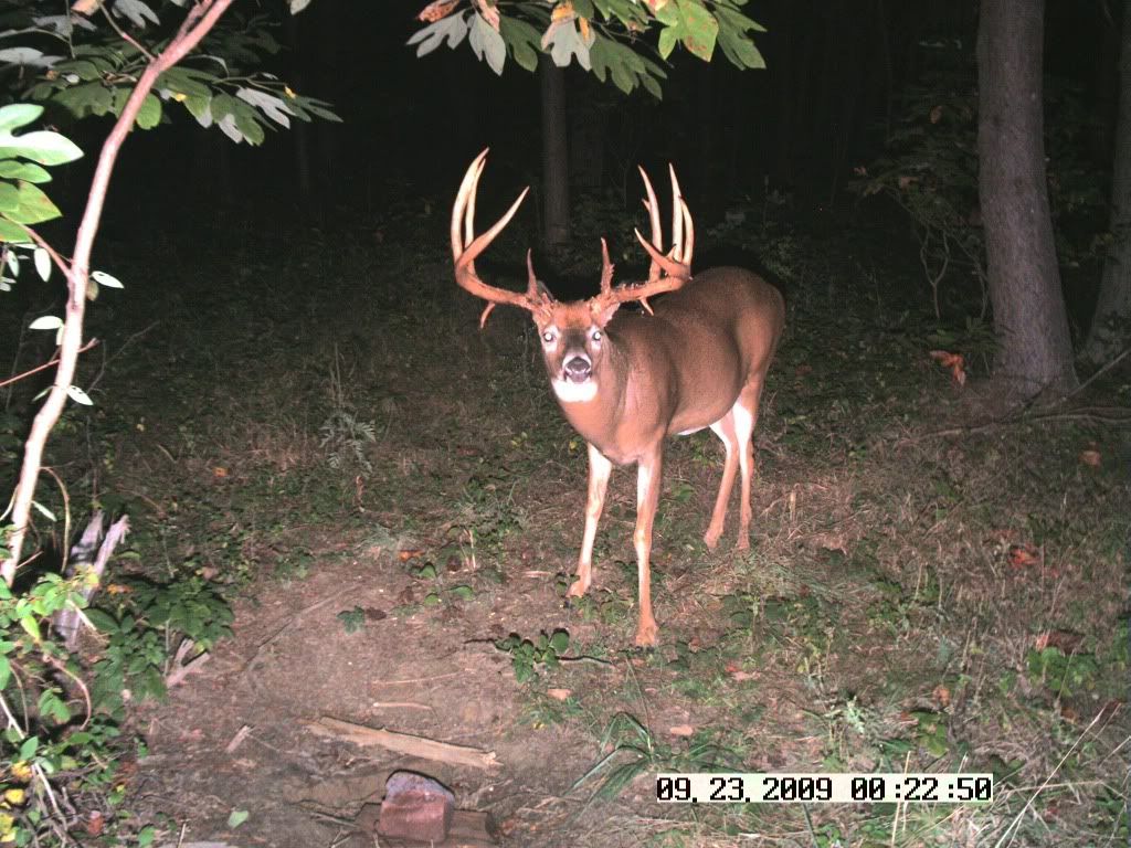 2009deer2325.jpg