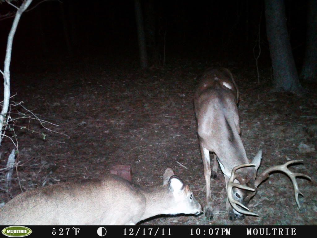 2011deer078.jpg