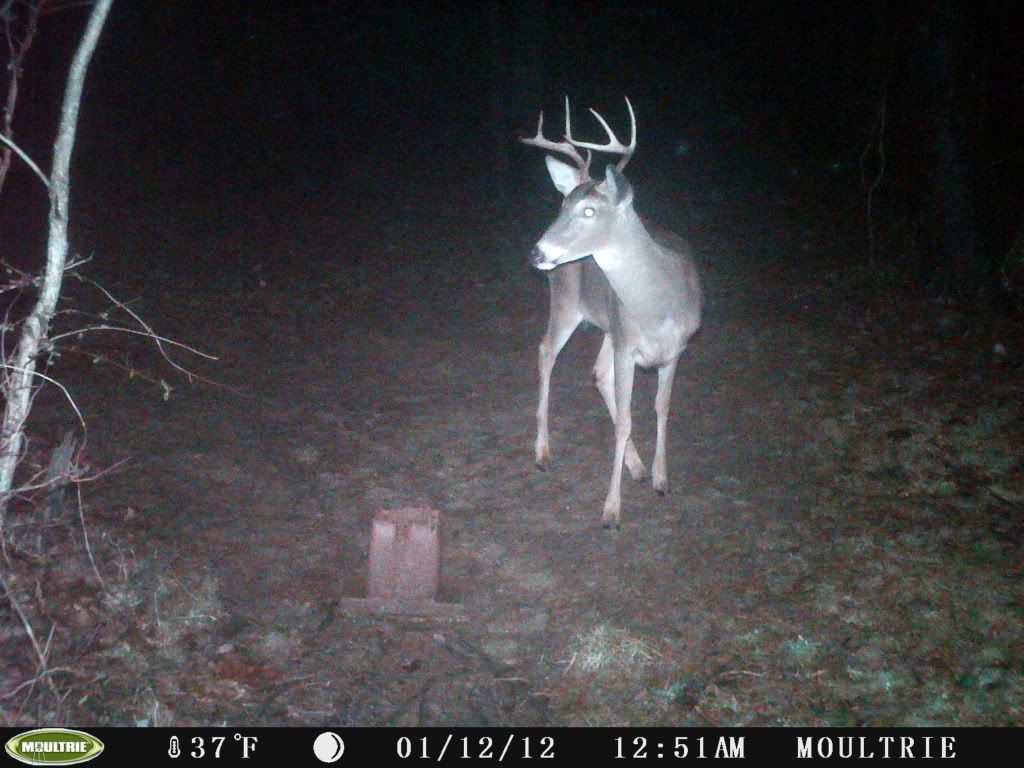 2011deer152.jpg