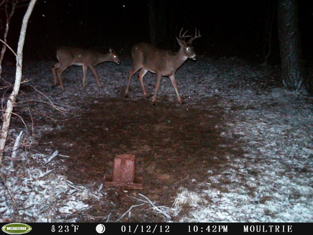 2011deer158.jpg