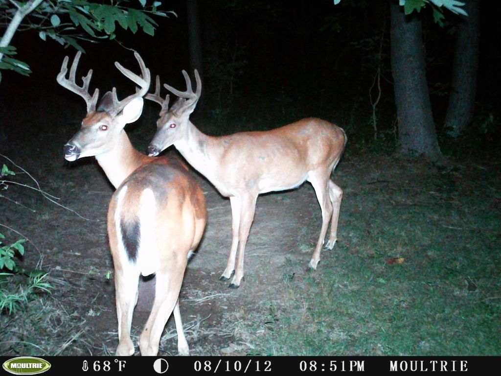 2012deer082.jpg