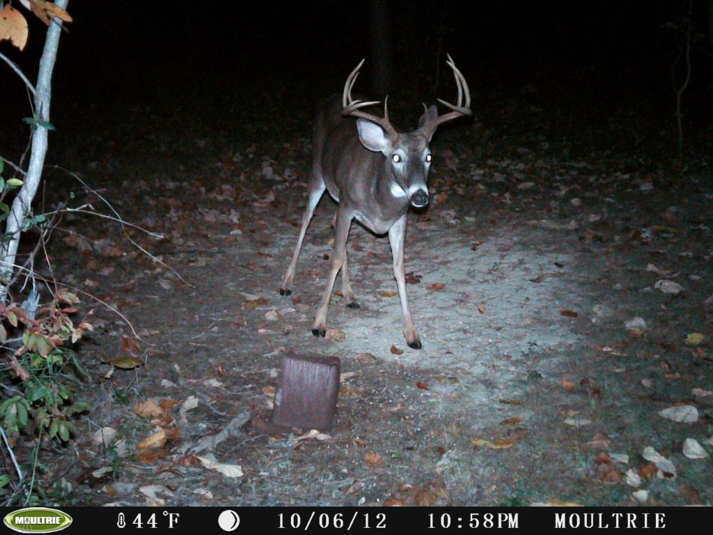 2012deer145.jpg