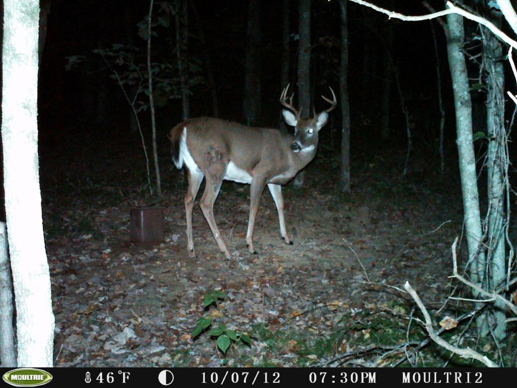 2012deer154.jpg