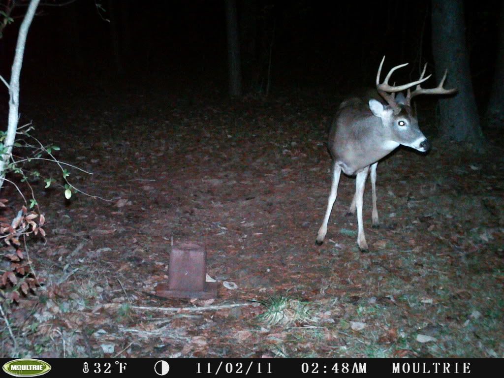 fallwinter2011deer248.jpg