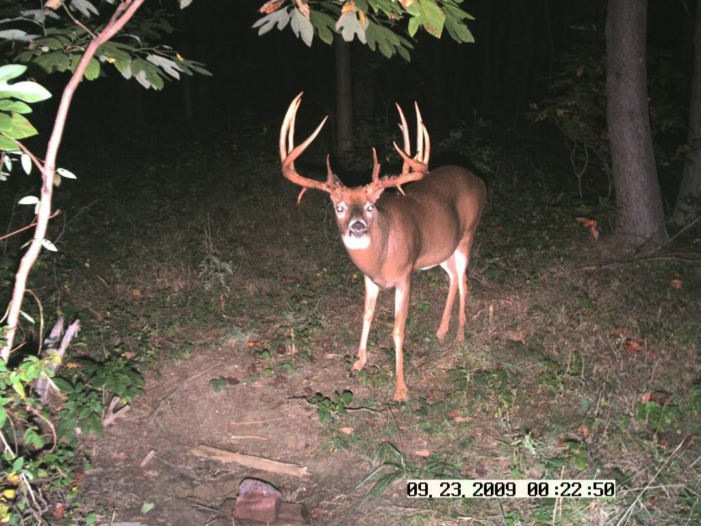 Big Buck Deer