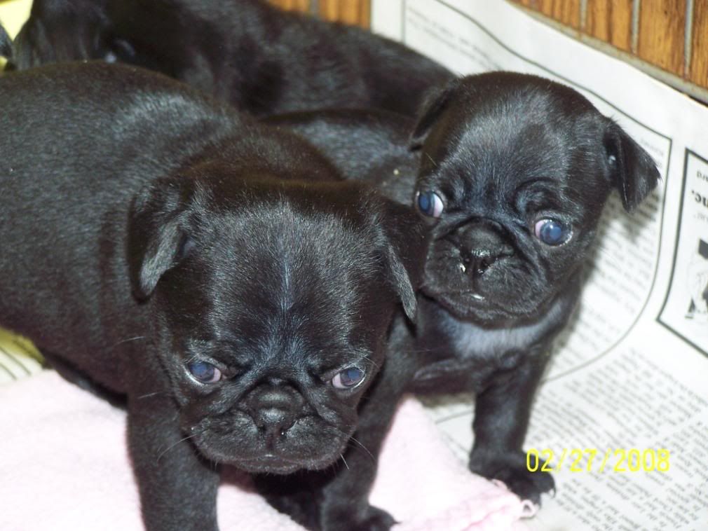 Black And Fawn Pugs. Re: for sale 4 lack and 1 fawn. PUGS.