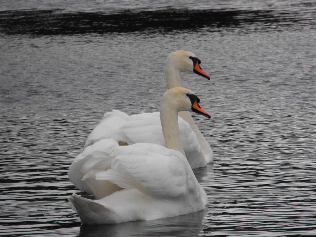 DSCF0137-1.jpg