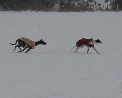 IMG_1131.jpg