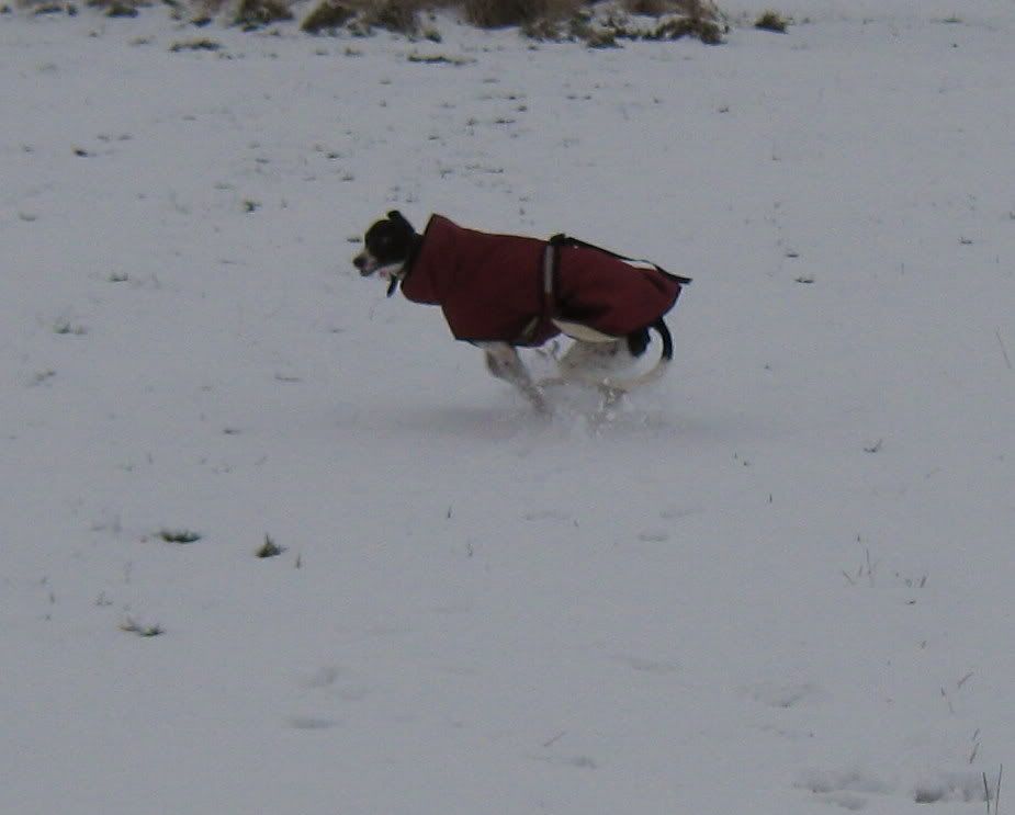 IMG_1135.jpg