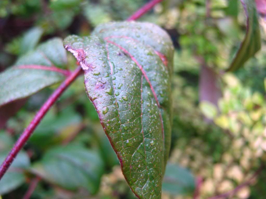 IMG_2532.jpg