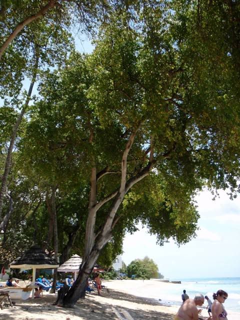 176_Bridgetown_Barbados.jpg