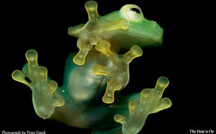 National Geographic Glass Frog Photo by jcorray | Photobucket