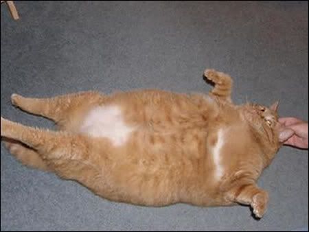 dwallibee-fat-cat.jpg