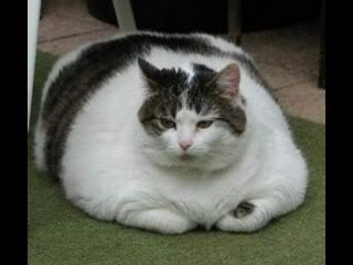 fat_cat_4jpg_thumb.jpg