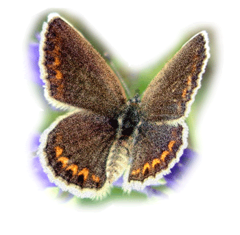 butterfly Orkut codes hi5 Butterflies Myspace graphics butterfly scrapbook animations Facebook scraps butterfly Orkut codes Butterflies Facebook scraps Myspace graphics butterfly scrapbook animations