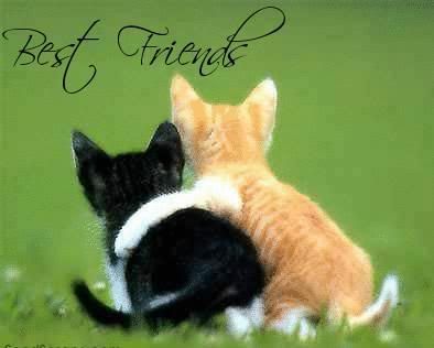 Best Friends Graphics @ twitkut.com