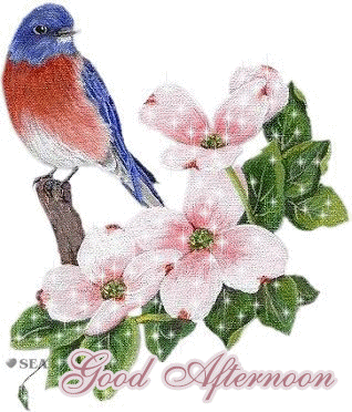Good Afternoon Graphics @ twitkut.com