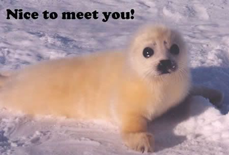 Nice to Meet You Graphics @ twitkut.com