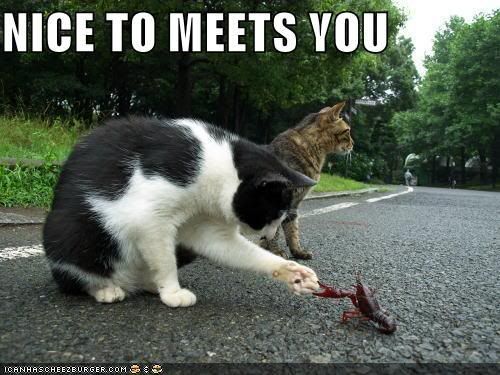 Nice to Meet You Graphics @ twitkut.com