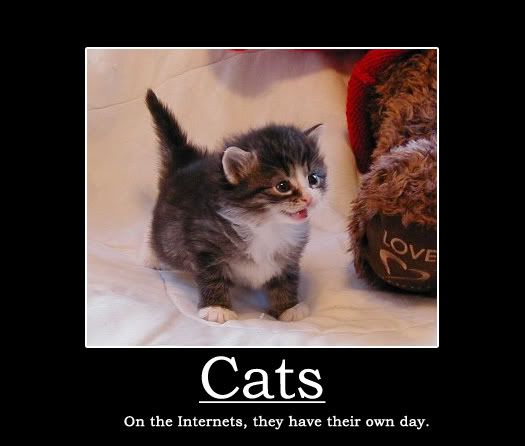 Caturday! Pictures, Images and Photos