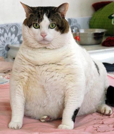 fat-cat-712938.jpg kitty image by shaktisek