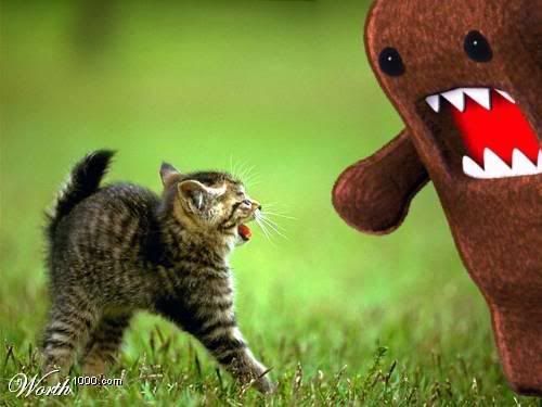 Funny+domo+pictures
