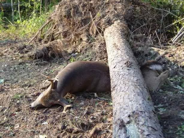deer.jpg