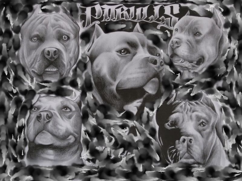 pitbull-1.jpg pitbull image by ht172007