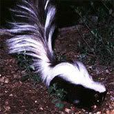 skunk6.jpg