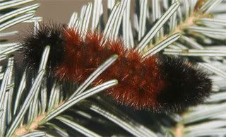 woolyworm.jpg