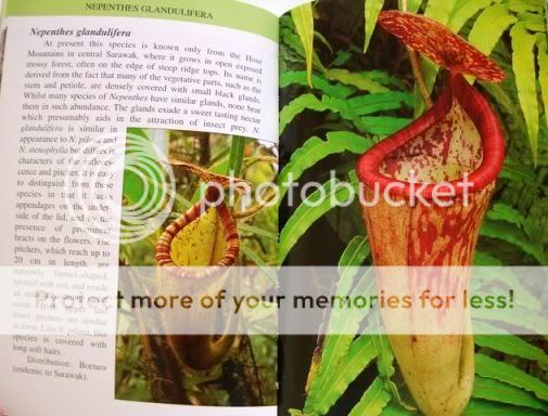   Sarawak Borneo Carnivores Nepenthes Guide Book by C Clarke New