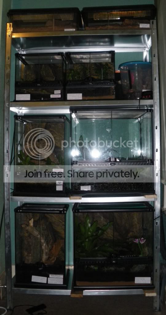 Spider rack | Reptile Forums