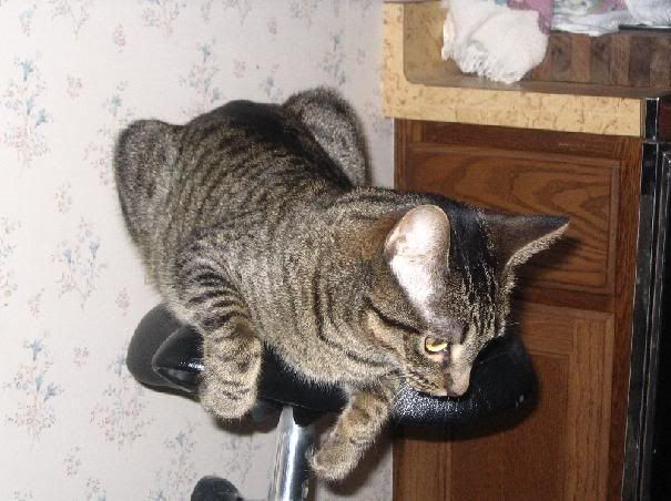 [PokeCommunity.com] Pictures of Your Pets